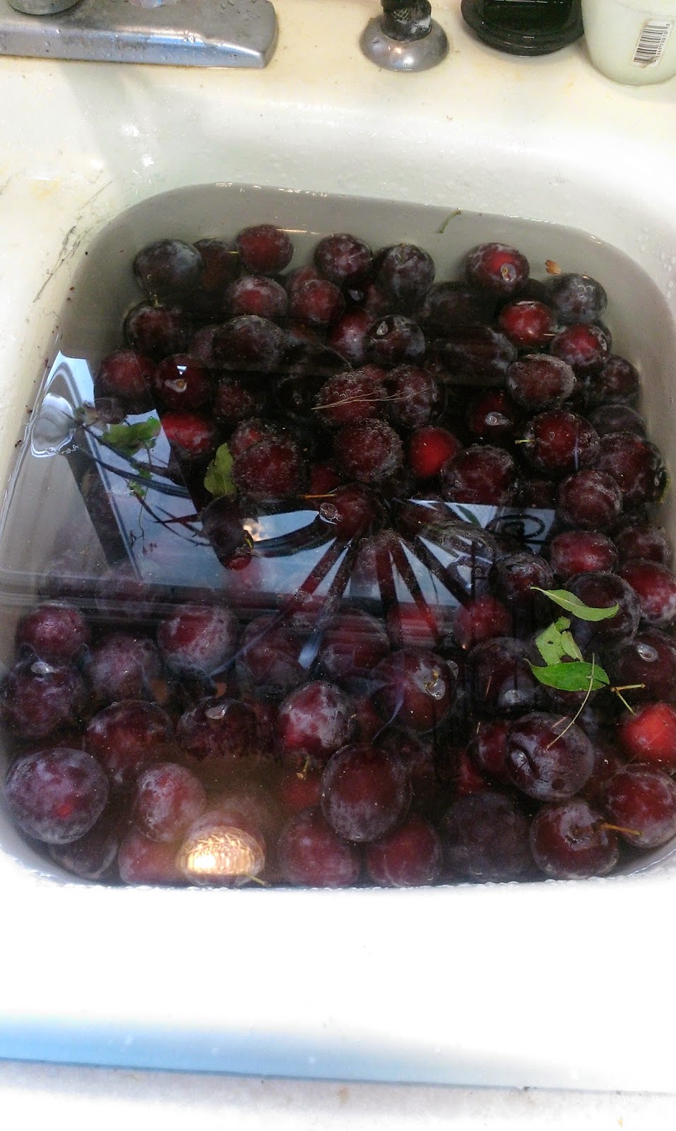 Doing Things Backwards Steam Juicing Plums For The First Time EASY 5